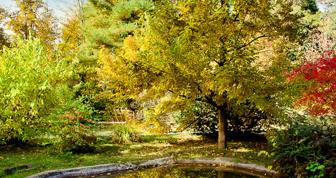 Grădina Botanică din comuna Macea, Arad