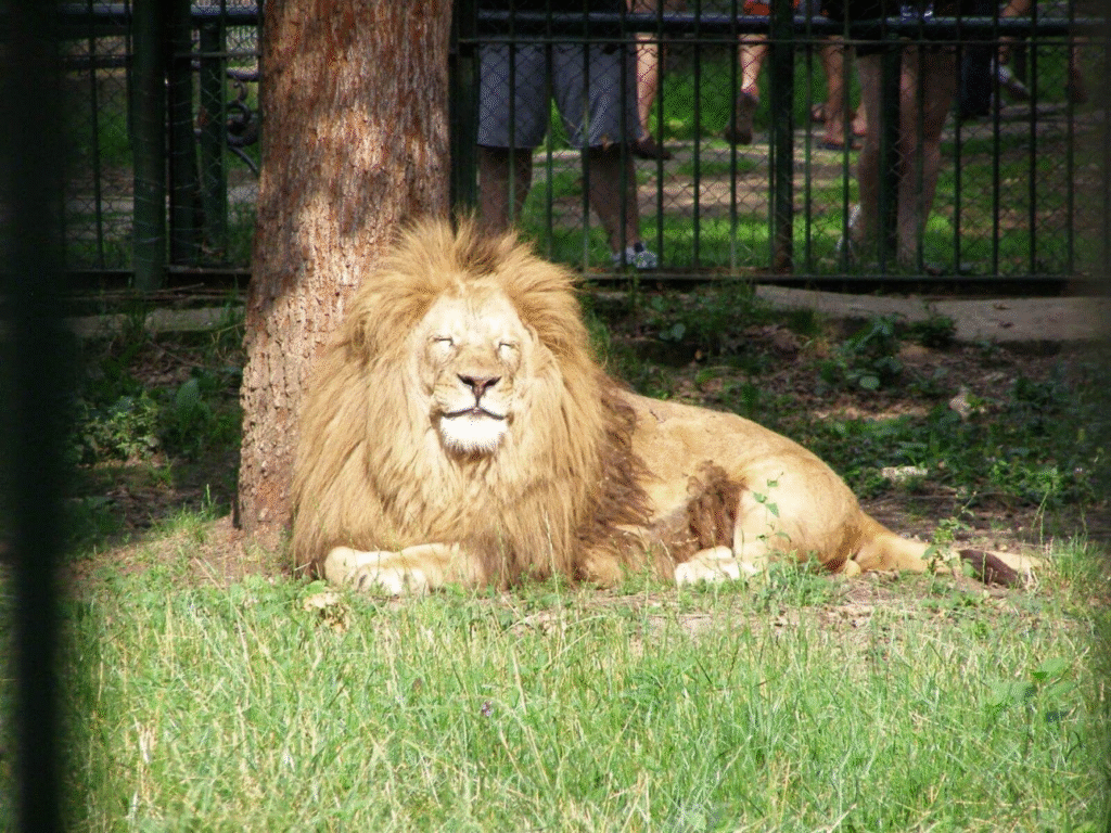 Grădina Zoologică din Rădăuți – o poveste despre natură, animale și oameni din 1975 Grădina Zoologică din Rădăuți – o poveste despre natură, animale și oameni din 1975