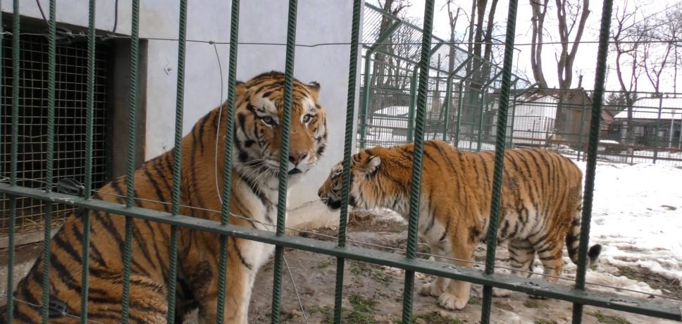 Grădina Zoologică din Rădăuți – o poveste despre natură, animale și oameni din 1975 Grădina Zoologică din Rădăuți – o poveste despre natură, animale și oameni