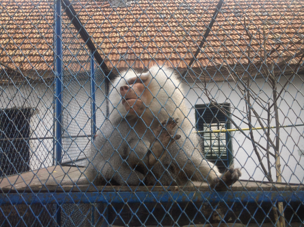 Grădina Zoologică din Rădăuți – o poveste despre natură, animale și oameni din 1975 Grădina Zoologică din Rădăuți – o poveste despre natură, animale și oameni din 1975