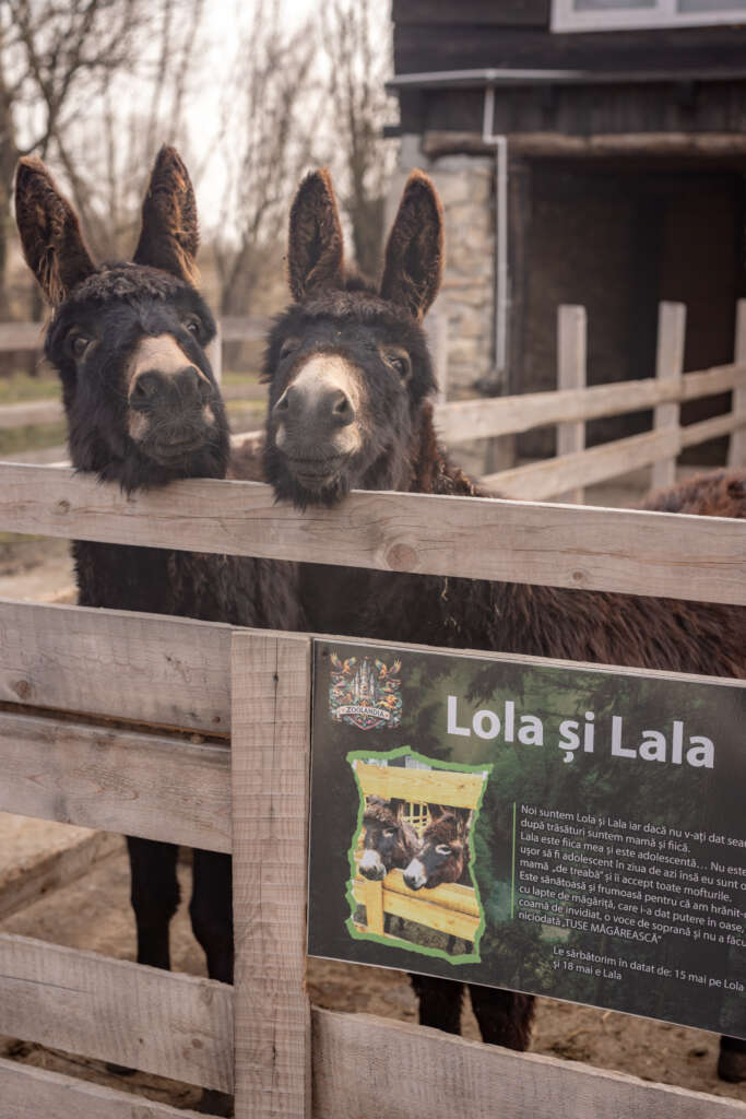 Zoolandia – aventura perfectă pentru iubitorii de animale și natură zoolandia