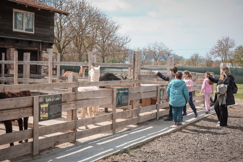 Explorarea lumii din Zoolandia: o experiență educativă și captivantă pentru toate vârstele zoolandia